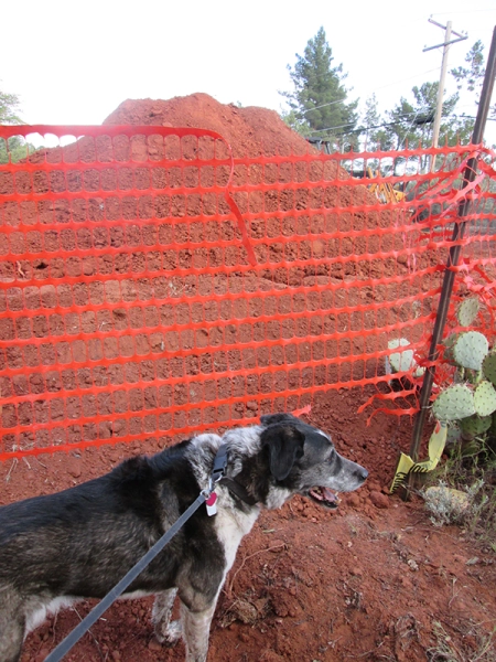 Bongo near a hole in the fence