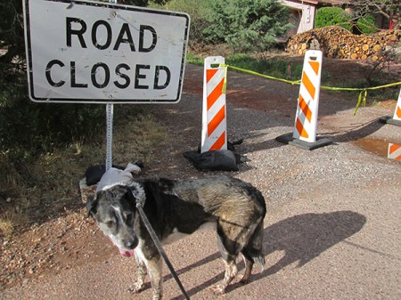 Bongo and Road Closed sign a trailhead