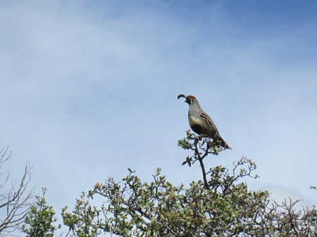 Male quail in a tree