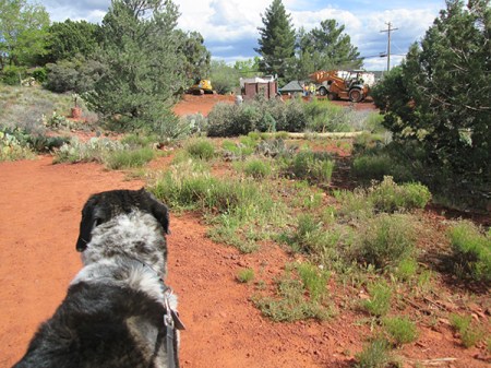 Bongo watching the construction vehicles