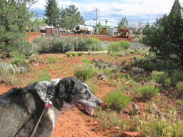 Bongo with construction vehicles