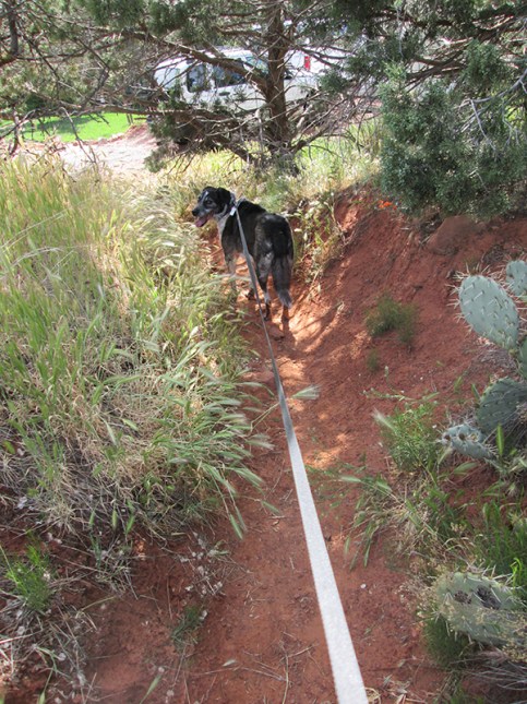 Bongo on the secret trail